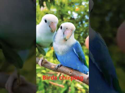 Vídeo: Baies i ocells de bambú celestials: són verinosos les baies de Nandina