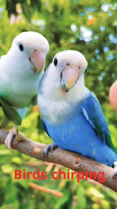 Suara Alam yang Menenangkan - Suara Burung Hutan Bernyanyi - Tidur yang Menenangkan - Suara Kicauan Burung #shorts