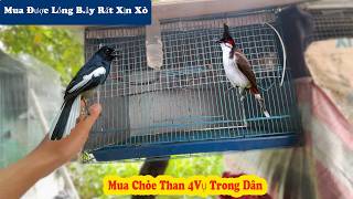 Download Lagu I bought a really cool trap cage | MP3