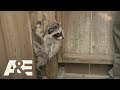 Live Rescue: Baby Raccoon Stuck on a Fence (Season 3) | A&E