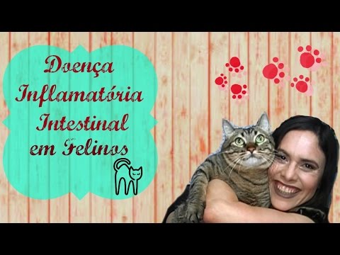 Vídeo: Inflamação Estomacal De Longo Prazo Em Gatos