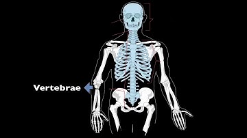 CC Cycle 3 Science Week 02 Axial Skeleton