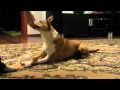 Toffee - the smooth collie,is having fun with tricks 2014 の動画、YouTube動画。