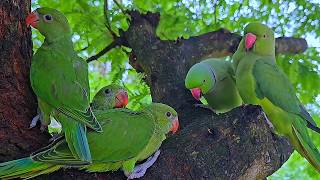 Green Ringneck Parrot Video