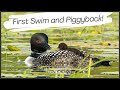 Common loon chick hitches a ride first swim and piggyback