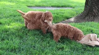 Mini Labradoodle Puppies For Sale