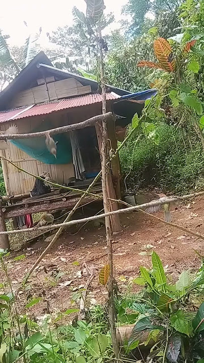 mikat burung prenjak dikebun #prenjaklumut #prenjaktamu