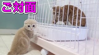 先住猫と短足猫の対面を振り返ってみた by ねおの猫。短足マンチカンよちひこ 2,608 views 2 years ago 8 minutes, 9 seconds