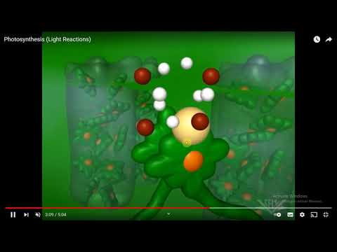 Video: Šta je druga faza fotosinteze?