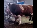 Finally Showing You mating bull cow #bull #cow #mating
