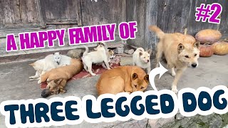The Happy Family Of The Three Legged Dog, Part 2