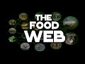 Ecosystem Connections Through Food Chains and Food Webs