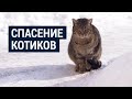 Как помочь животным в холодную зиму: история Ольги и ее борьба за бездомных четвероногих