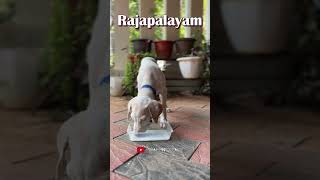 ഇത് കഴിഞ്ഞ് ഒരുപാട് പണിയുണ്ട് | Rajapalayam dog | Dog breed | Craft &#39;N&#39; Dreamz