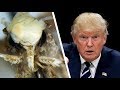 10 Animals That Were Recently Discovered