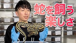 Deu Reptilesボールパイソン専門店 Youtube