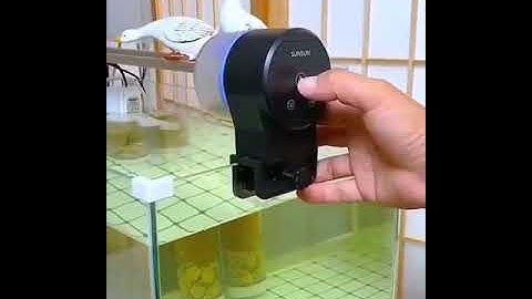 Pemberi Makan Ikan Otomatis! Jangan pernah lupa memberi makan ikan peliharaanmu!