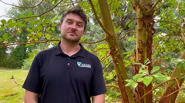 Pacific Madrone (Arbutus menziesii)