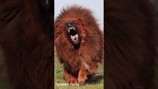 Tibetan Mastiff Dog Breed Information #animalsfacts #dogfacts