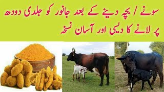 Homemade Treatment for getting Maximum Milk from Cows and Buffaloes after Delivery