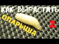 КАК ВЫРАСТИТЬ ЧИСТОГО ОПАРЫША БЕЗ ЗАПАХА даже на балконе