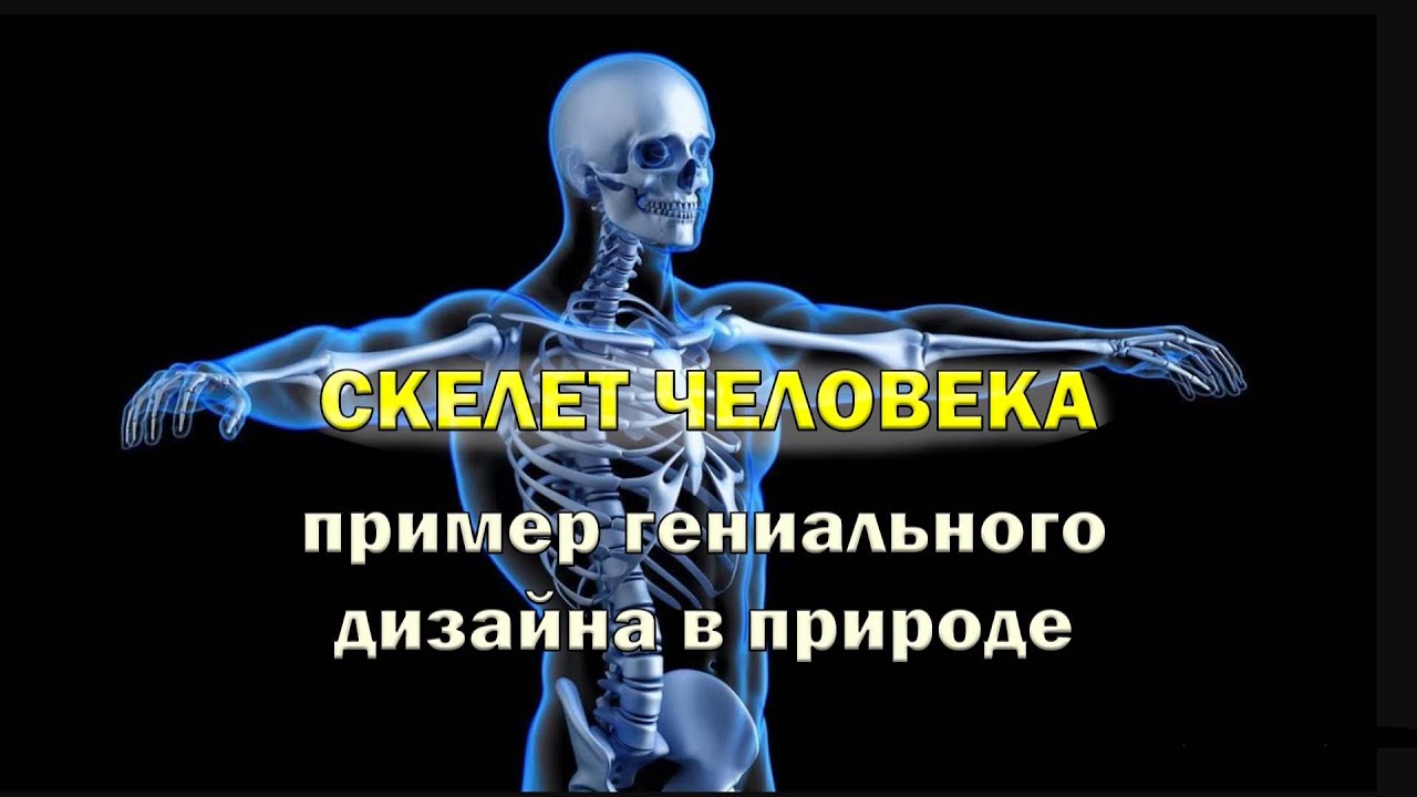 Происхождение скелета. Эволюция скелета человека. Эволюция скелета богиней. Разумный замысел. Примеры гениальных