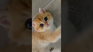 Cute British shorthair kitten with big round eyes #catvideos #britishshorthair #cutecat #catlover