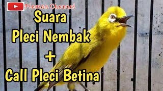 Suara Pleci Nembak + Call Pleci Betina _ Di Jamin Pleci Anda Langung Nyaut