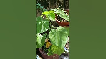 Công dụng chữa bệnh của cây cối xay