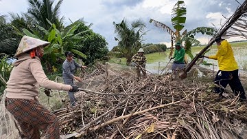 Dỡ Chà Chuột Mùa Nước Nổi Khi Lũ Bất Ngờ Chụp Lên Cao | hunting | - TT2237