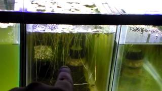 Gorilla Rack: Shrimp Tanks