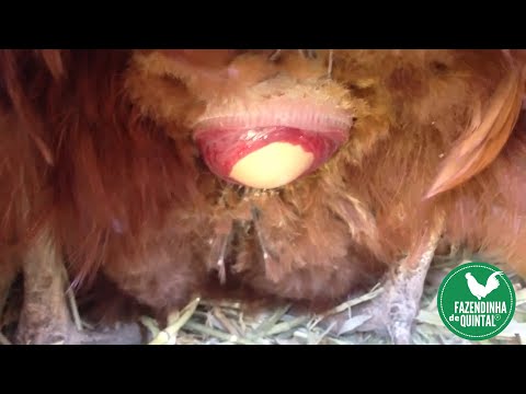 Vídeo: De onde sai o ovo da galinha?