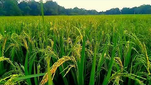 चीर के जमीन को मैं उम्मीद बोता हूं": किसान कड़ी धूप, बारिश, ठंड सहकर, जमीन को जोतकर (फाड़कर)