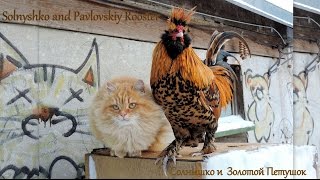 Siberian Cats Solnyshko and Pavlovskiy Rooster Кот и Петух Siberian Cats Solnyshko and Pavlovskiy Rooster Кот и Петух