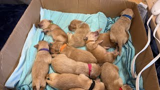 Golden Retriever Puppies - Day 6