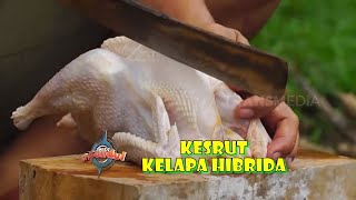 KESRUT KELAPA HIBRIDA | JEJAK SI GUNDUL (05/05/24)