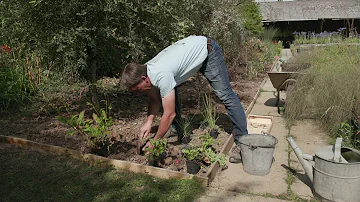 Quel arbuste planter dans un sol argileux ?