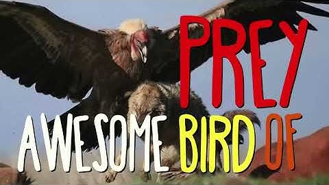 Thumbnail of "A SONG ABOUT BIRDS"