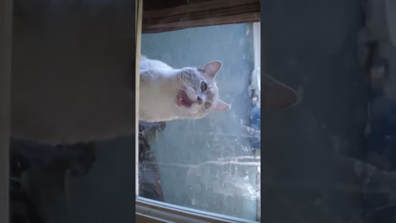 Talking kitty cats full video you will die!                 (⚠Warning cuss words⚠)