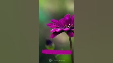 وسارعوا الى مغفرة من ربكم وجنة عرضها السموات والارض اعدت للمتقين_سورة آل عمران صوت القارئ اسلام صبحي