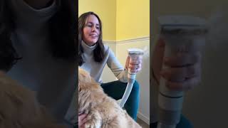 Pet Owner Budgeting Hack | Dog Hair Vacuum | Pet Grooming Kit | Review Rundown #pets #petgrooming