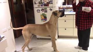 Great Dane Big Dan Does Awesome Tricks Video 1 of 2.  Please comment.