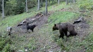 Medvjed Na Vlašiću Napado Pse Koi Su Branili Ovce I Čobana