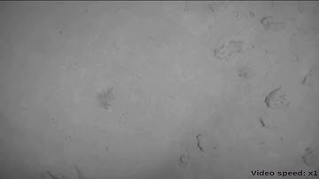 Real-time Monocular Visual Odometry for Turbid and Dynamic Underwater Environments - #3