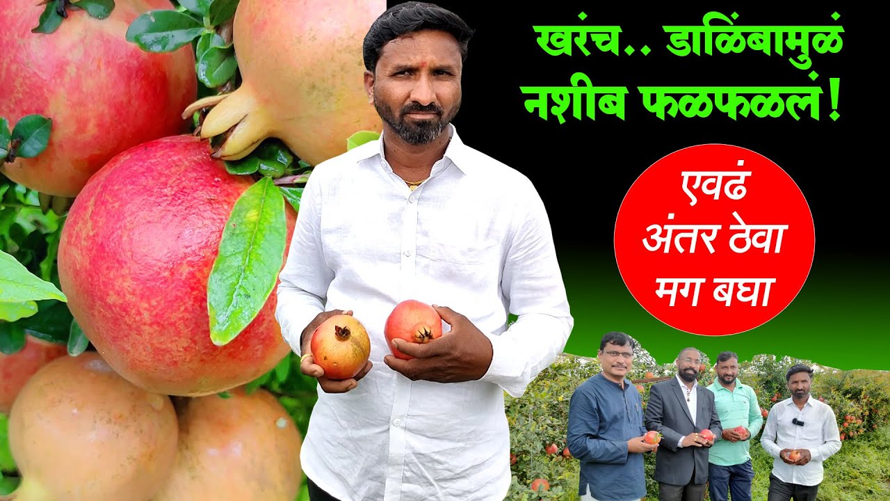 डाळिंब लागवड ठरली फायद्याची | बागलाणच्या शेतकऱ्यांचे अंतराचे गणित बघा | Dalimb Lagwad Mahiti