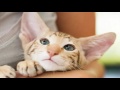 Top 10 Reasons to Choose a Oriental Shorthair Cat as Your Pet の動画、YouTube動画。