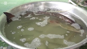 Cá sủ vàng quý hiếm nặng 5kg dính câu ngư dân