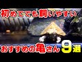 【水棲亀】初心者向けの飼いやすい亀さんとは？【９選】