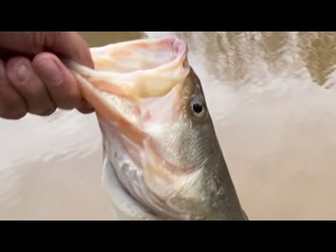 Bass Fishing Tips in January