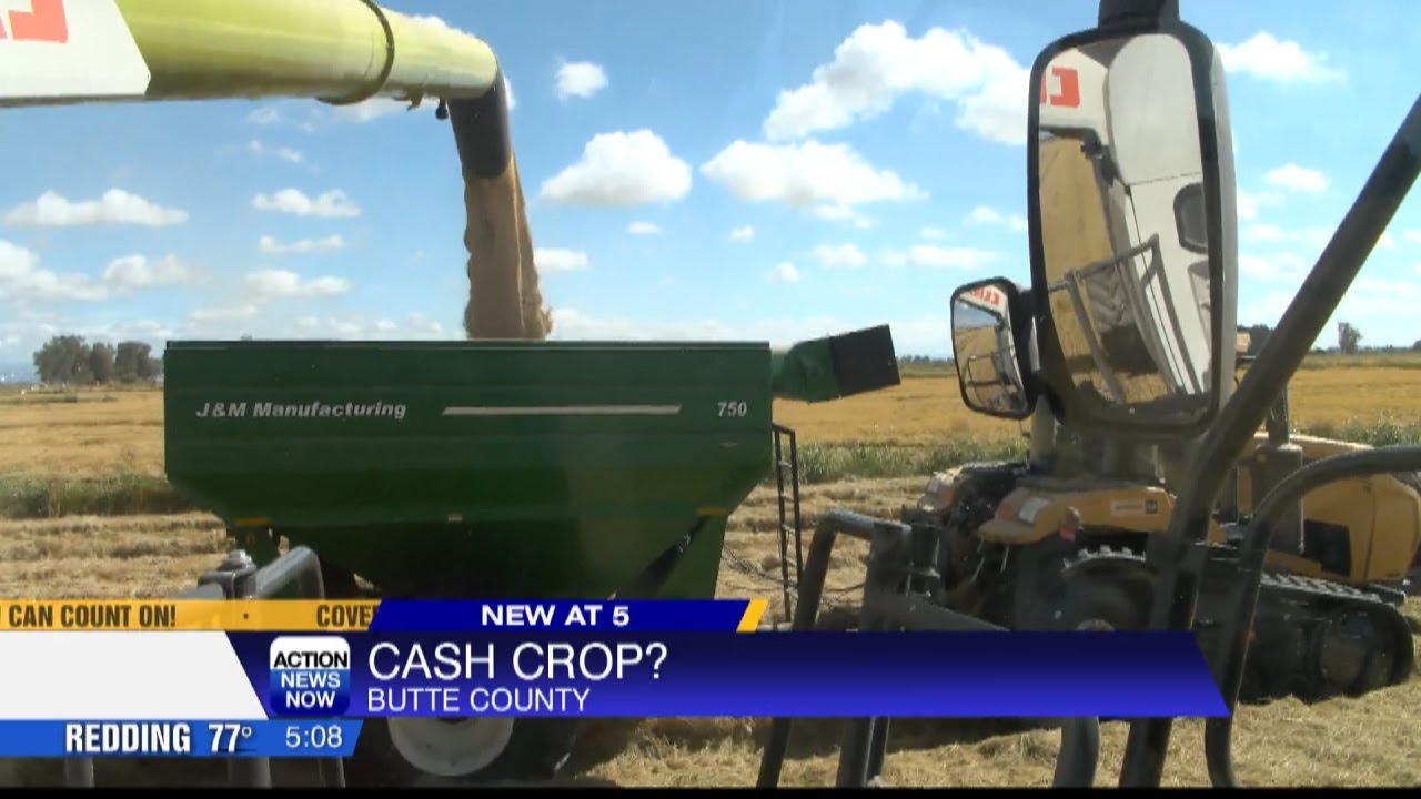 Harvest underway for rice farmers